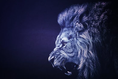 Lion Wallpapers 656 Backgrounds Animal