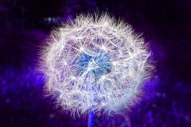 Blue Lion Free Desktop Backgrounds And Wallpapers