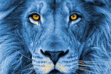 Google Image Result For Http://www.desertusa.com/animals/images ...