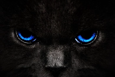 Black Cat Blue Eyes Wallpapers HD