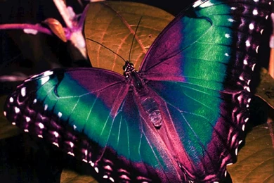 Beautiful Colorful Butterfly Pictures 15 Free Hd Wallpapers ...