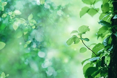 Free Wallpapers Of Nature