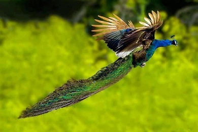Top 100+ Most Beautiful And Colorful Pictures Of Peacock HD Images ...