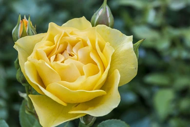 Nature Wallpapers, Nature Backgrounds, View, Free Nature Images ...