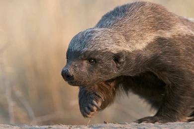 251908 Honey Badger 450x660px By Justin Bruno