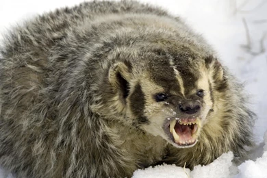 Wallpapers Badger Homepage Snow 1920x1080