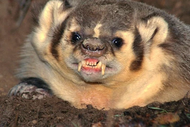 Wallpapers Honney Homepage Badger Badgers Honey 1920x1080 ...