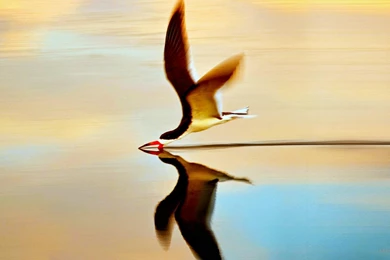 Incredible Bird Flight >> HD Wallpaper, Get It Now!
