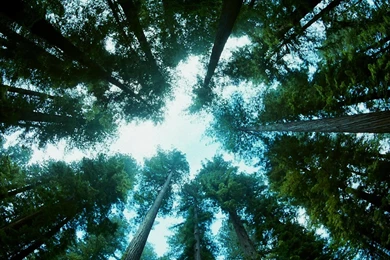 Trees HD Wallpapers ~ Toptenpack.com