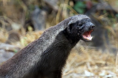 Set Of Honey Badger Picture On Animal Picture Society