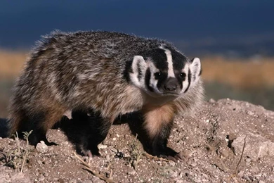 Wallpapers Badger Homepage Snow 1920x1080