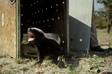 Watch Full Episodes Online Of Nature On PBS