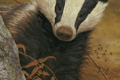 Valentine Day 2014: Wallpapers Badger