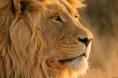 Majestic Lion Nature Wallpapers   HD Wallpapers
