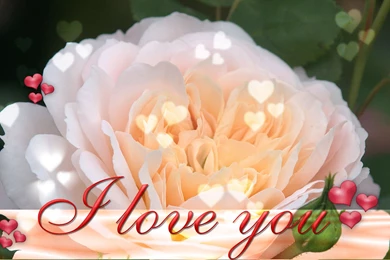 Flower I Love You Wallpapers