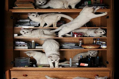 Cats: Cabinet Cats Animal Mischief Cat Bookcase Play HD Wallpapers ...