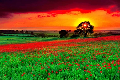 Alba My True Beauty   HD Wallpapers