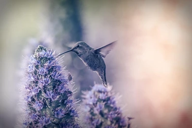 Hummingbird Live Wallpapers   Android Apps On Google Play