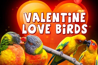 Love Birds Live Wallpapers   Android Apps On Google Play