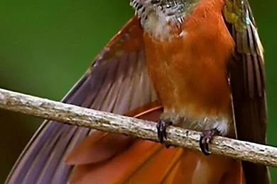 Hummingbird Live Wallpapers Android Apps On Google Play