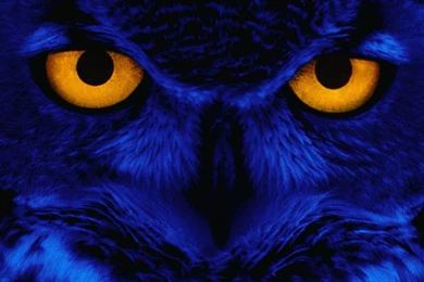 Halloween Owl Wallpapers   HD Wallpapers