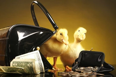 Ducks: Duck Wealth Animals Ducks Fun Wallpapers Pictures Free For ...