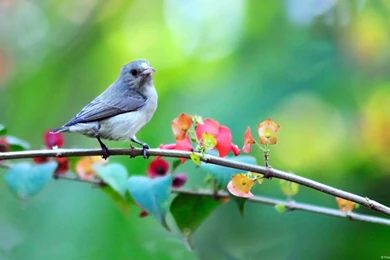 Windows Themes: A Masquerade For Your Desktop