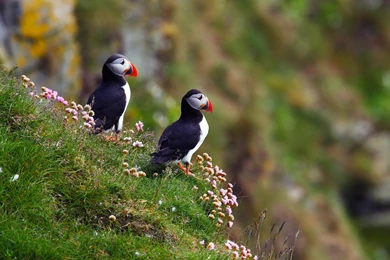 Puffin, Wildlife, Atlantic, Field, Depth, Nature, 1920x1200 HD ...