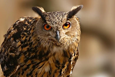 Fancy Birds   HD Wildlife Birds Photography 23   1680x1050 ...