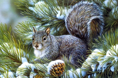 Squirrels animals rodents art artistic nature wildlife hd