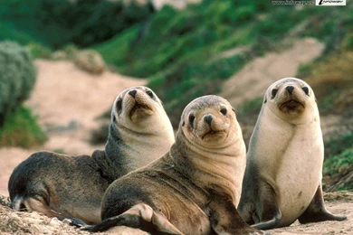 Amazing Animal HD   Photo 271 Of 395