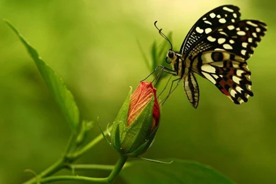 Butterflies: Beauty Nature Beautiful Wings Butterfly Bud Flower ...