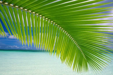 Green Landspace Beach Sea Blue Hd Wallpapers   (