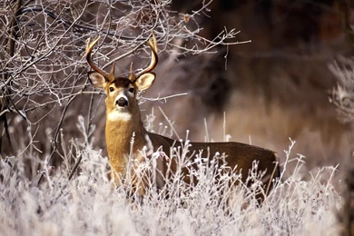 Download Deer Buck Wallpapers 1600x1200