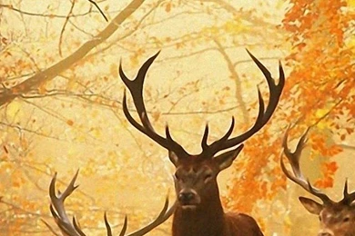 Big Deer iPhone 5 Wallpapers (640x1136)