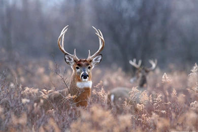 Monster Whitetail Deer Buck   Wallpaper.