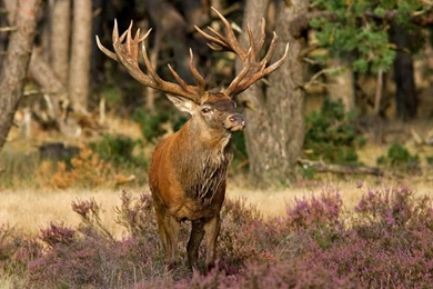 Brown Deer With Big Horns
