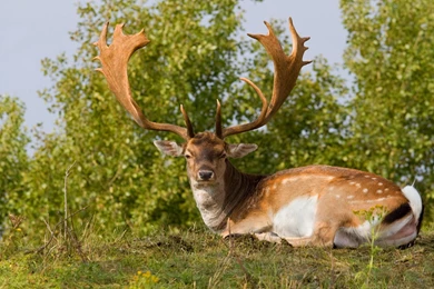 Deer With Big Horns Wallpapers And Images Wallpapers, Pictures ...