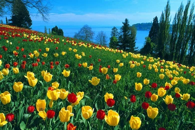 Flower Wallpapers Hd Download Free 39