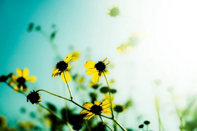 Desktop Hd Wallpapers Flower Photos 3d Hd Pictures.