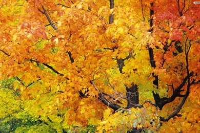 YouWall   Red Maple In Autumn Wallpapers   Wallpaper,wallpapers ...