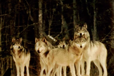 My Free Wallpapers   Nature Wallpapers : Pack Of Wolves