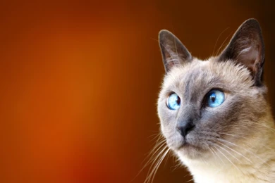 Funny Cat Wallpapers