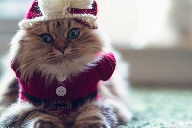 Download Funny Kitty Wallpapers 1920x1080