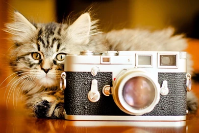 Funny Cat Wallpapers