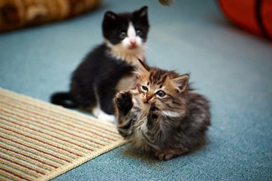 Funny Cat Wallpapers