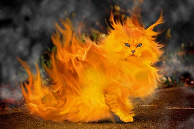 Funny Cat   Cats Wallpapers