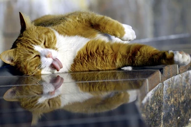 Funny Cat With Captions Wallpapers Phone