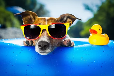 Cool Dog Funny Wallpapers HD Free Download Of Funny Dog