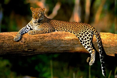 Cats: Relaxing Leopard Spots Cat Relax Tree Branch Backgrounds ...